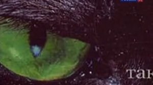 Гении и злодеи. Конрад Лоренц. Гусиный отец.