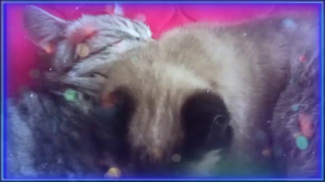 Которелакс