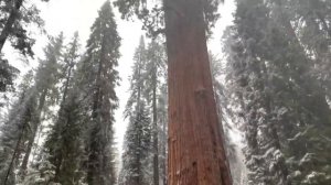 Hello,The General Sherman Tree!