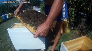 Заселяем пчел в 6 рамочный рогатый улей