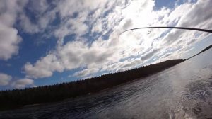 Лосось,сёмга в Мурманской области