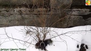 Гранат сорт Ак-дона  зимовка без укрытия