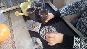 Как из косточки вырастить Азимину. Банановое дерево, Пау Пау.