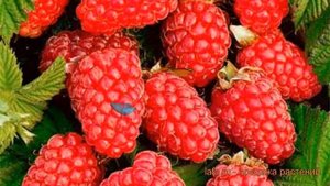 Малина ремонтантная Похвалинка (rubus idaeus) ? обзор: как сажать, саженцы малины Похвалинка