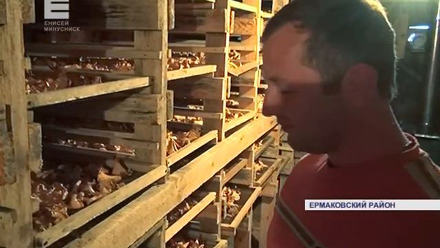 Украинские беженцы в Ермаковском районе (Енисей Минусинск)