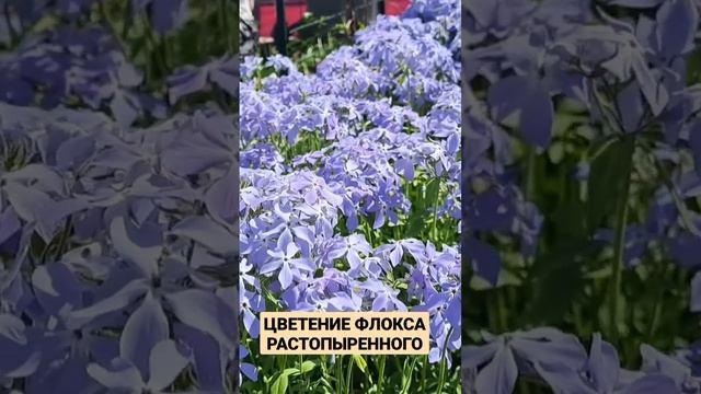 ФЛОКС РАСТОПЫРЕННЫЙ ПРЕКРАСНЫЙ ПОЧВОПОКРОВНИК.