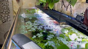 Аквариумный рай Часть 2. Сциндапсус как фитофильтр. Водный гиацинт Эйхорния .