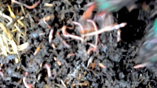 3 Часть. Инструкция выращивания червей в домашних условиях. Все секреты разведения дождевых червей. смотреть онлайн