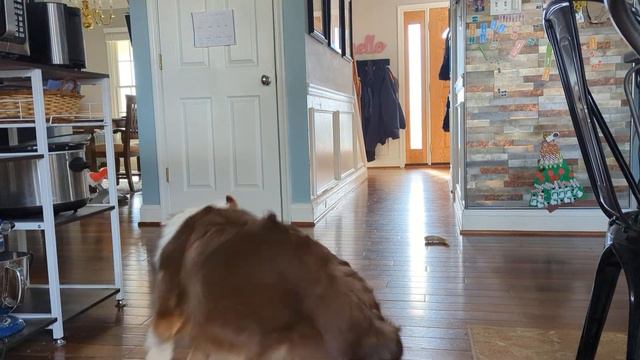 Demo of an Automatic Dog Ball Launcher смотреть онлайн