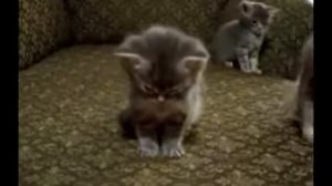У котёнка слипаются глазки