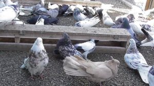 #Astrakhan #Pigeons Иранские бойные голуби Бехнама в Астрахани!