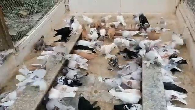 Голуби Петра 17.09.2021 год. смотреть онлайн