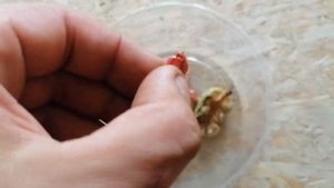 Как размножить Магнолию семенами