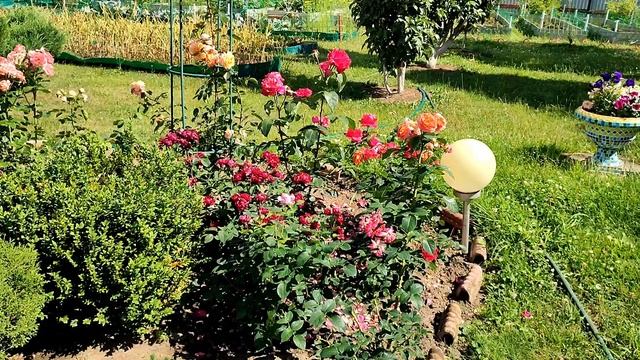 Уход за клубникой после плодоношения