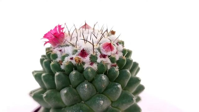 Mammillaria polythele смотреть онлайн