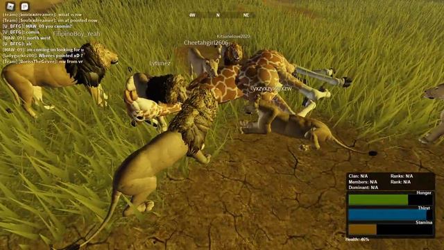Hunting giraffe as a male lion ROBLOX Wild Savanna смотреть онлайн