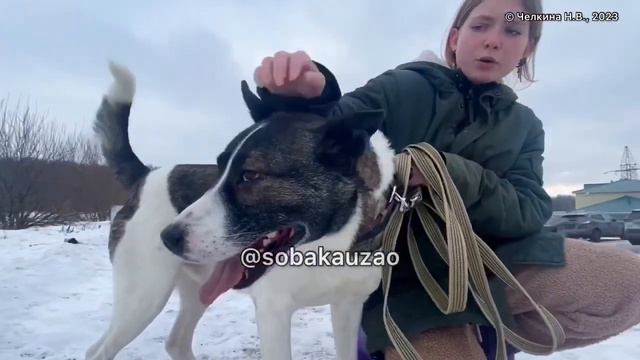 Тоша с пронзительным печальным взглядом в приюте....Приют «Щербинка». Проект помощи @Sobakauzao смотреть онлайн