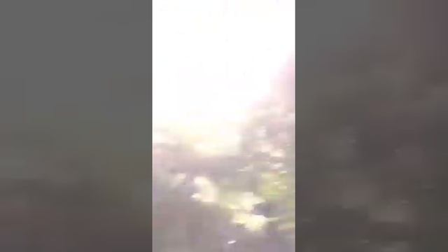 Ели Голубые Крупномеры 9-10 метров смотреть онлайн