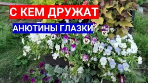 АНЮТИНЫ ГЛАЗКИ ДРУЖАТ С ЭТИМИ ЦВЕТАМИ - СОСТАВЛЯЕМ ЦВЕТОЧНЫЕ МИКСЫ С ВИОЛОЙ ДЛЯ КЛУМБ.