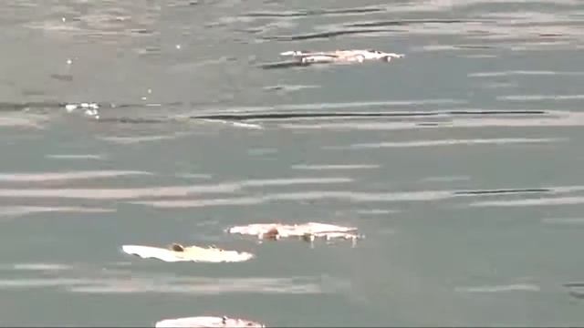 Рыбалка, самые клевые моменты с рыбалки. Часть 2 окунь. смотреть онлайн