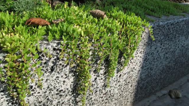 The Silver Swan, Orlando Gibbons смотреть онлайн