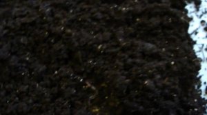 Дендробена. Абсолютный лидер по темпам набора массы!!!