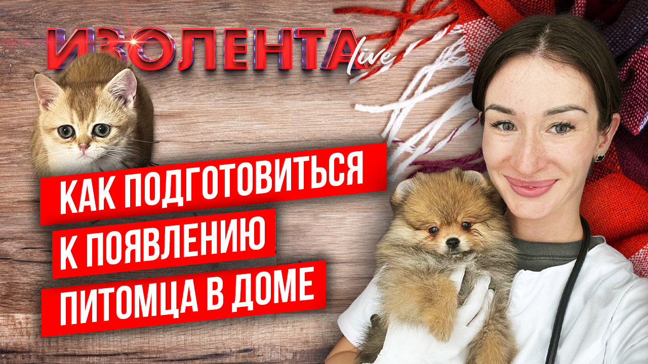 Как подготовиться к появлению питомца?  | Анастасия Королёва | ИзолентаLive | 26.09.23