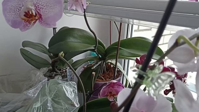 Мои орхидеи на кухне! Каода, Саммер Сонг, Викторио и другие красавицы.