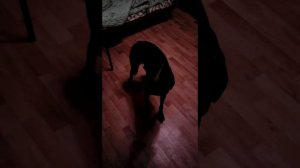 Собака накосячила