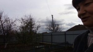 ✔Посадка хризантем - дубков в палисаднике