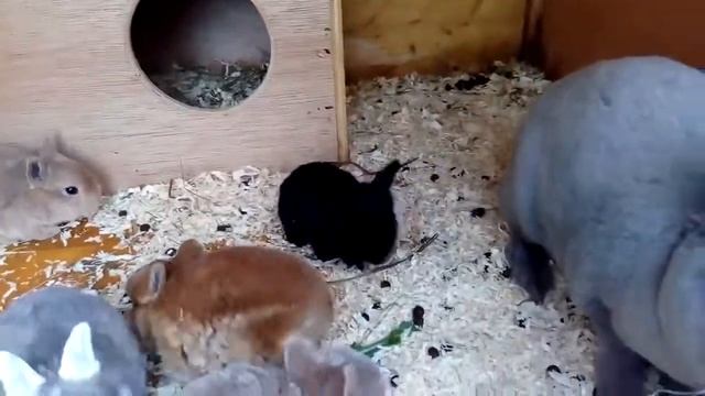 Крольчата породы рекс. Кролик карликовый баран. Кролиководство.