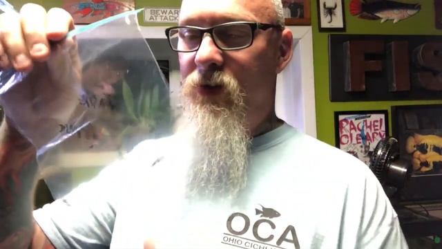 Drosera capensis: The South African Cape Sundew. A fascinating easy to grow carnivorous plant смотреть онлайн