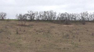 Эстонская Гончая Баян 10 мес