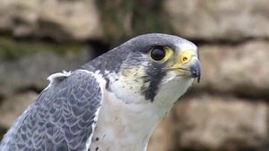 Соколиная охота