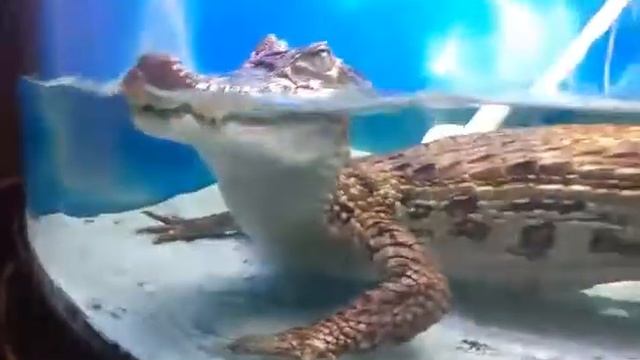 Маленький крокодильчик,