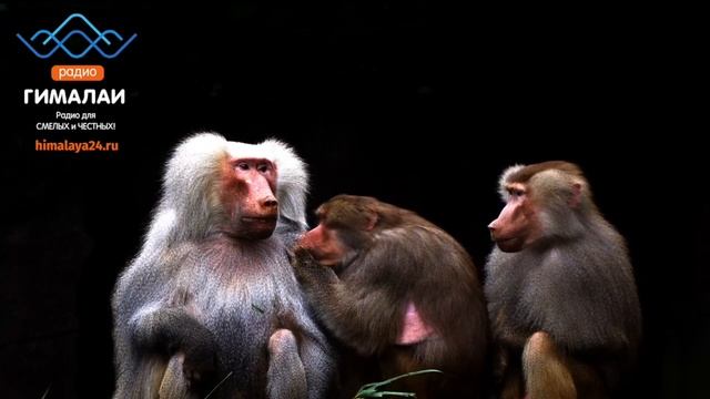 Что видят животные? Загляни в глаза обезьяне! смотреть онлайн