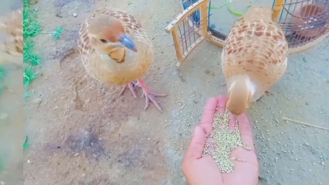 teetar Ka Dar kaise khatm karen?Muhammad Tanveer 555. New Jorha смотреть онлайн