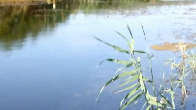 с.Елизаветовка (Ростовская область,Азовский район) Моя малая Родина
