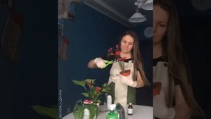 Пуансеттия. Обрезка после цветения