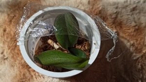 Чёрная шея у орхидеи, не приговор. Новинки ,как чувствуют, после обработки. Бабочка будет жить.