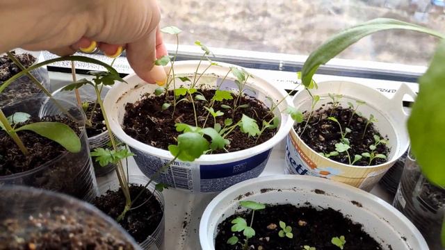 Обзор рассады. Какие культуры выращиваю смотреть онлайн