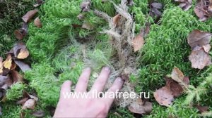Мох сфагнум в лесу