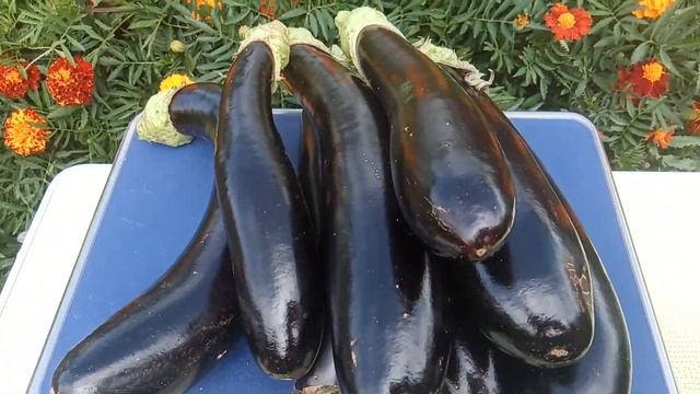 Баклажан Валентина. Как растет? Что можно приготовить?