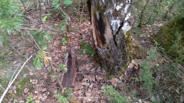 Природный шпальт 2 часть. смотреть онлайн