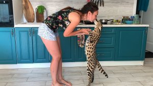 ЛАСКОВЫЙ КОТЁНОК ПРОСИТ МОЛОКА