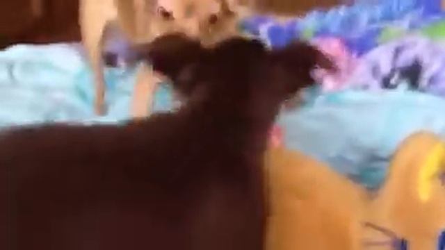 Бусинка и Лексус )))))наши той терьеры)) смотреть онлайн