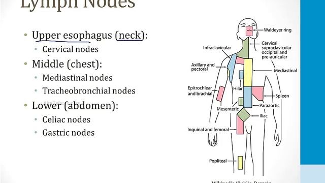 Гастроэнтерология USMLE - 3. Клиническая Гастроэнтерология - 1.Заболевания пищевода