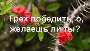 Грех победить, о желаешь ли ты