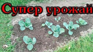 Как вырастить капусту крупной и чистой