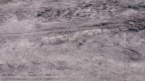 Норма высева кукурузы, как определить?